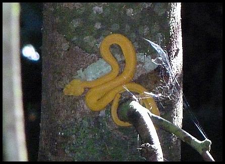 Eyelash Viper