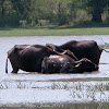 Water Buffalo