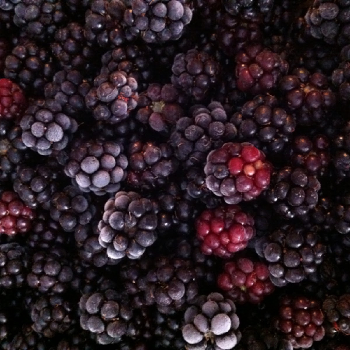 Blackberry