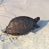 Gulf Coast box turtle