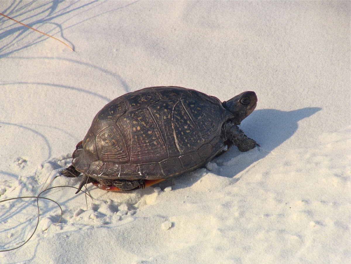 Gulf Coast box turtle
