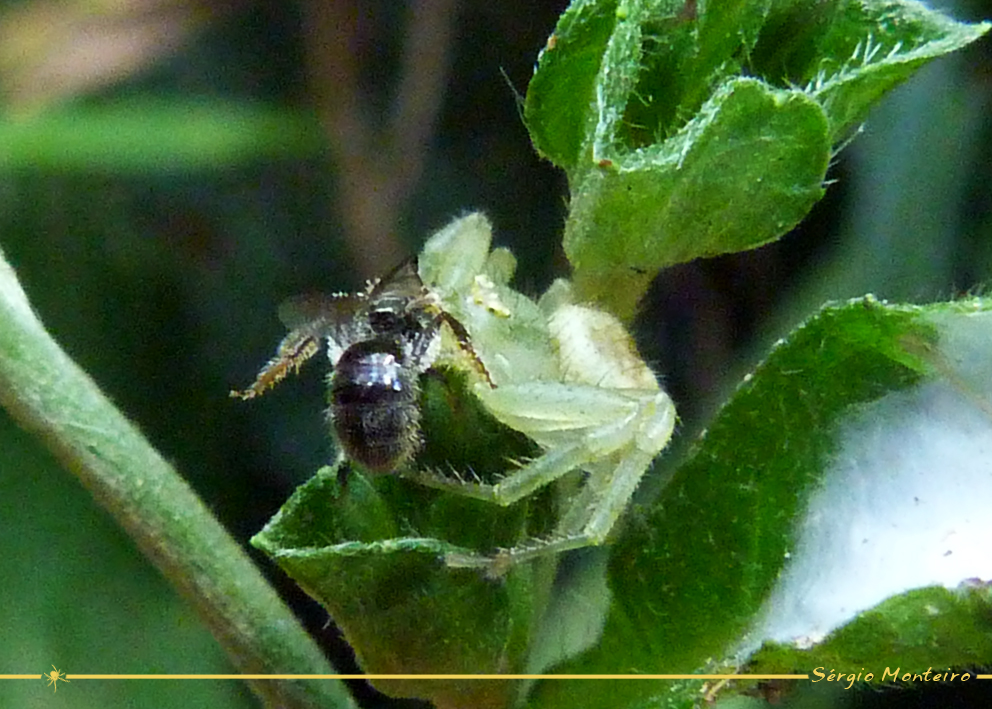 Crab spider X unidentified bee