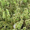 Menzies' Tree Moss