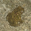 Brown toad