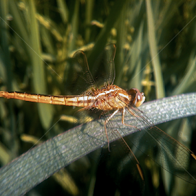 dragon-fly by Sk Amin - Animals Insects & Spiders