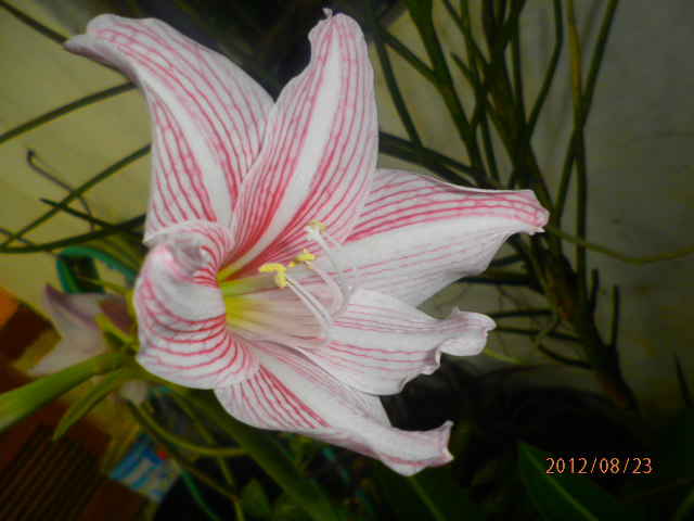 Lily amarilys
