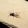 Carpenter Ant (male)