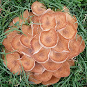5 days in the life of a honey mushroom colony
