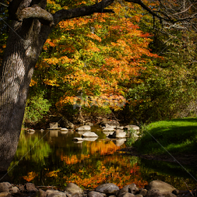 Reflected back by Christine Weaver-Cimala - Landscapes Waterscapes