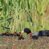 Eurasian coot