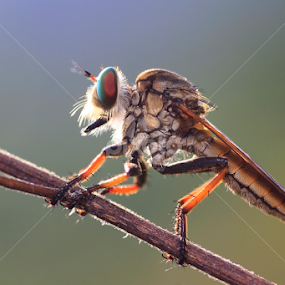 The Robber by A Friyana Wiradikarta - Animals Insects & Spiders