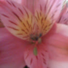 Peruvian Lily