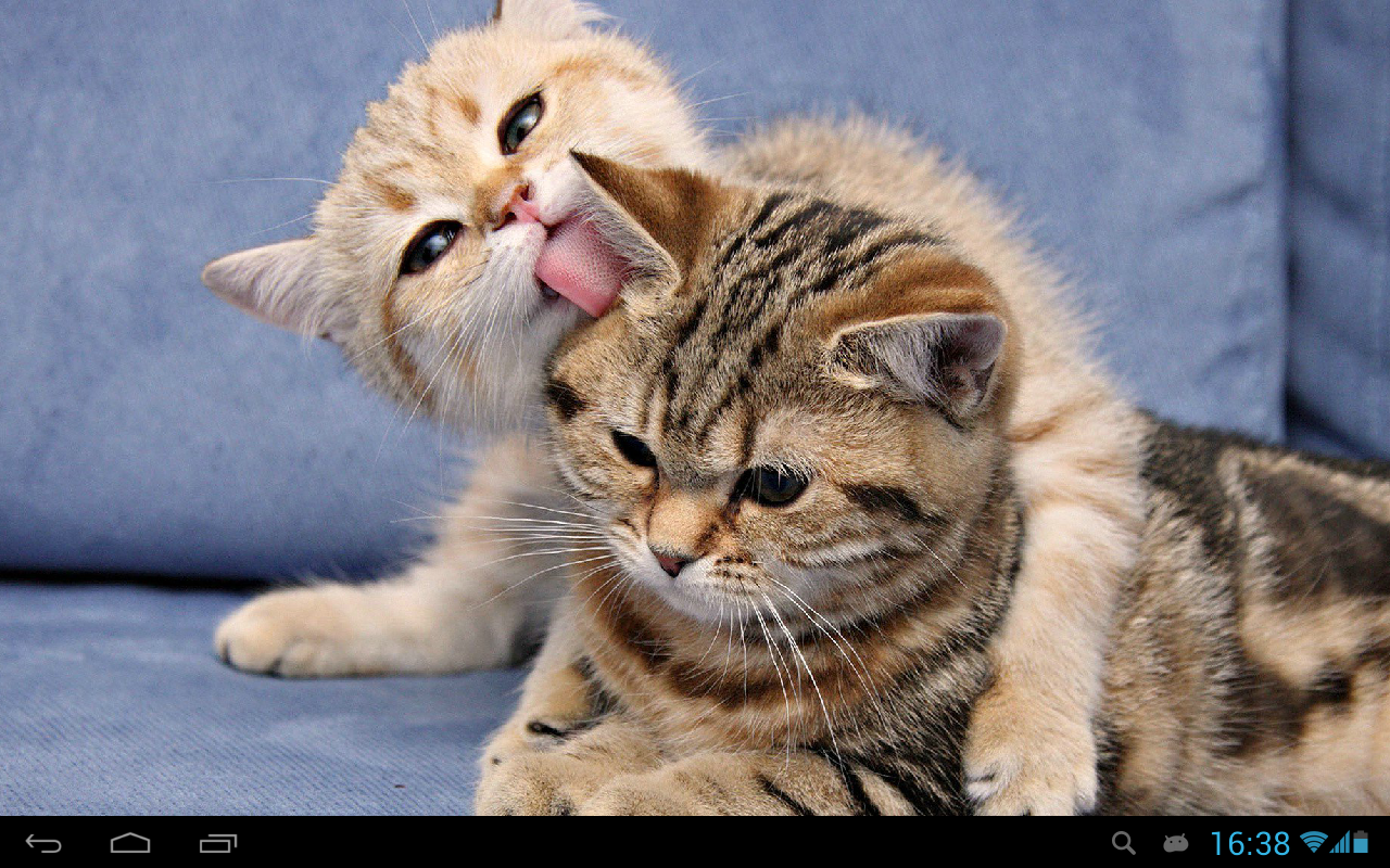 Kittens live wallpaper - Android Apps on Google Play