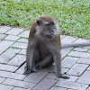 Long-tailed macaques