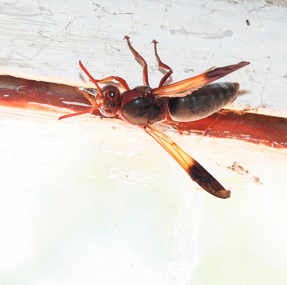 Mason wasp Project Noah