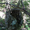 Unknown small bird nest