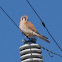 American Kestrel