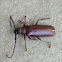 Brown Prionid Beetle