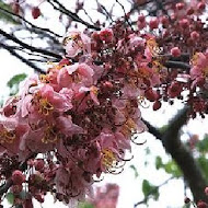 巧克力雲莊