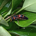 Red-marked Pachodynerus