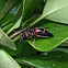 Red-marked Pachodynerus