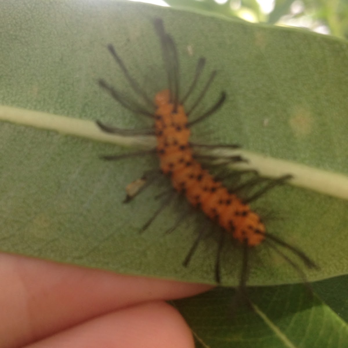 Oleander caterpillar, polka dot wasp moth Project Noah