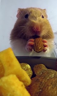 Free Hamster Eats Live wallpaper APK