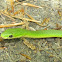 Northern Rough Green Snake