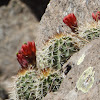 Mohave Hedgehog Cactus