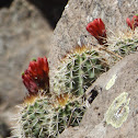 Mohave Hedgehog Cactus