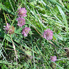 Red Clover