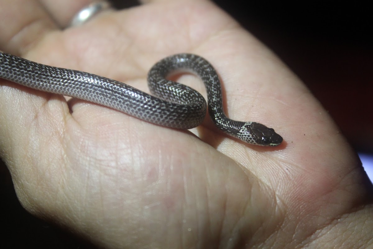 Unidentified (Bridle Snake?)