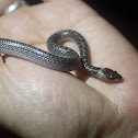 Unidentified (Bridle Snake?)