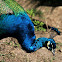 Indian peafowl or Blue peafowl