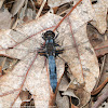 Blue Corporal dragonfly (mature male)