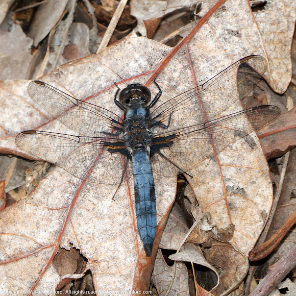 Blue Corporal dragonfly (mature male) Project Noah