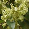 Brown Terminalia, Swamp Oak