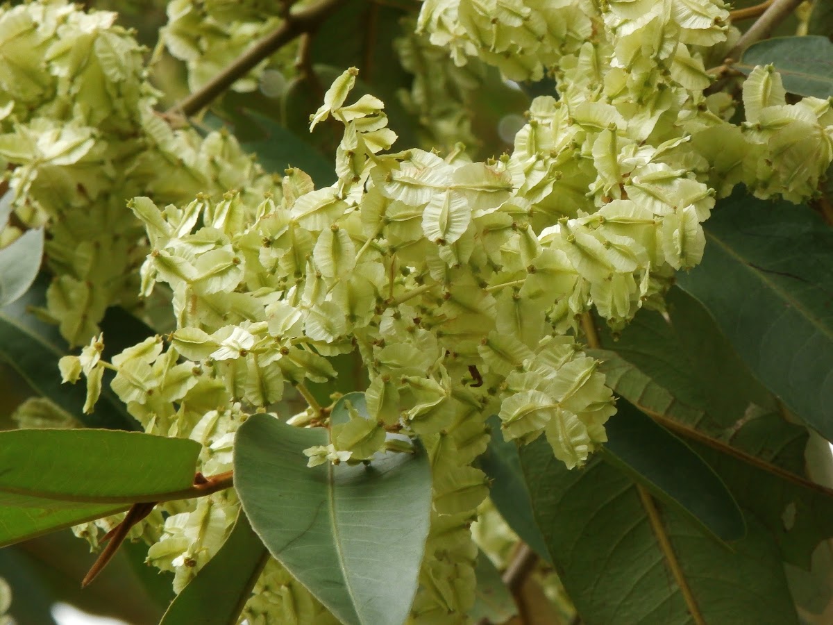 Brown Terminalia, Swamp Oak