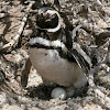 Magallanes Penguin