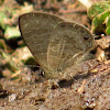 Common LineBlue Butterfly