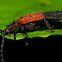 Lycid or Net-Winged Beetle