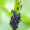 zwarte bonenluis (Aphis fabae Scopoli)