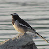 White-browed wagtail