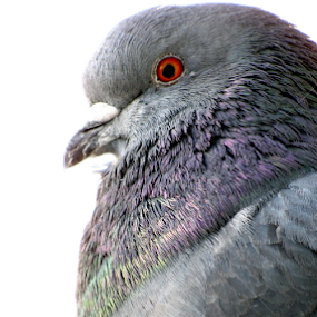 Iridescent Pigeon  by Jennifer Wheatley-Wolf - Animals Birds