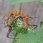 Leaf-footed Bug nymphs