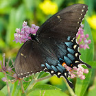 Eastern Tiger Swallowtail butterfly (female, dark morph)