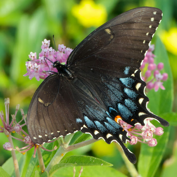 Eastern Tiger Swallowtail butterfly (female, dark morph) | Project Noah