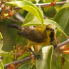 Olive-backed Sunbird juvenile male