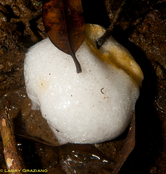 Frog Egg Foam Project Noah