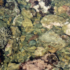 Rori (common sea cucumber)
